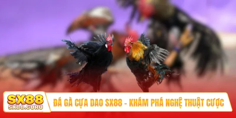 Đá gà cựa dao