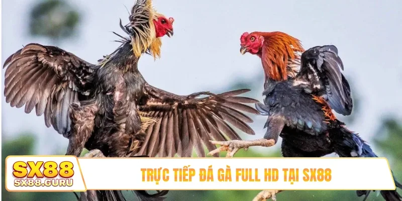 Trực tiếp đá gà full HD tại SX88
